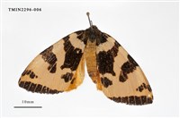 藏品(後黃斜帶毒蛾)的圖片